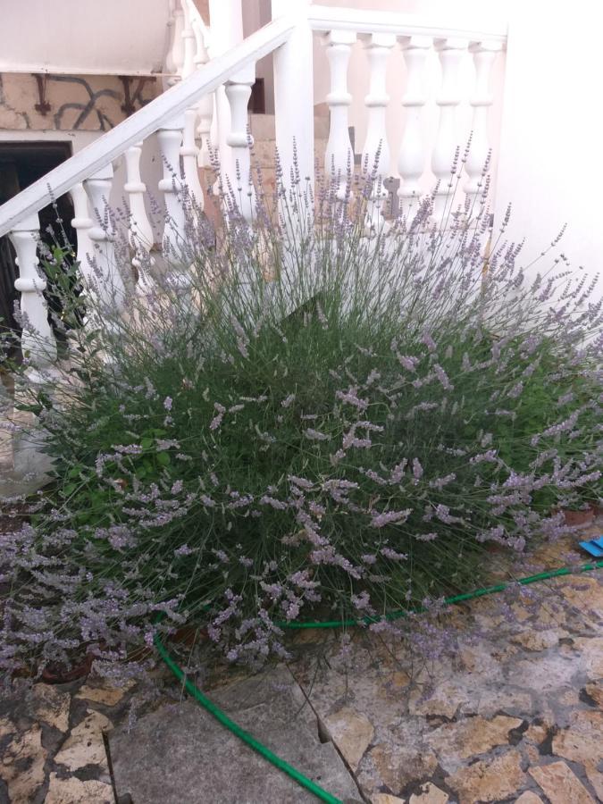 Apartman Zvoncica Vrsi Bagian luar foto